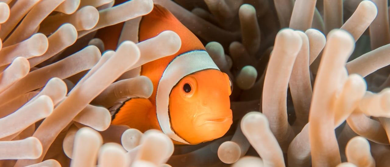 沖縄美ら海水族館の大水槽