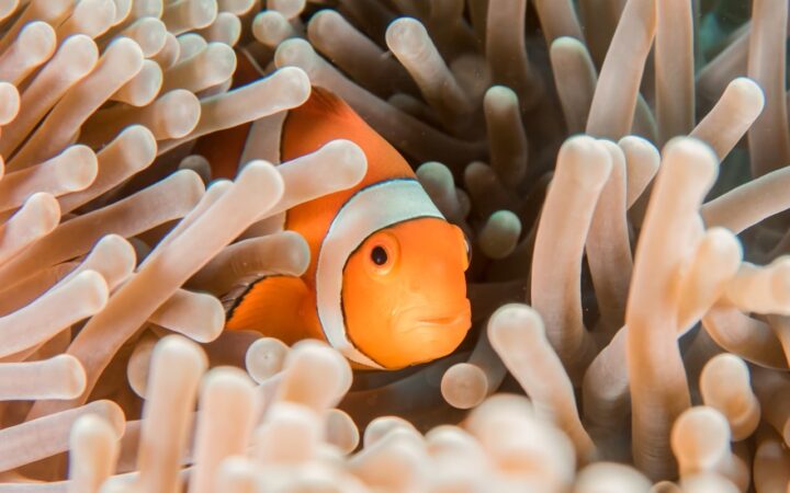 沖縄美ら海水族館観光ガイド|巨大水槽のジンベエザメで知られる沖縄の人気施設