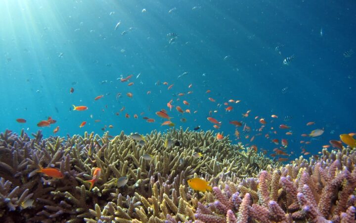 新江ノ島水族館観光ガイド|相模湾とクラゲが美しい神奈川・江の島の水族館