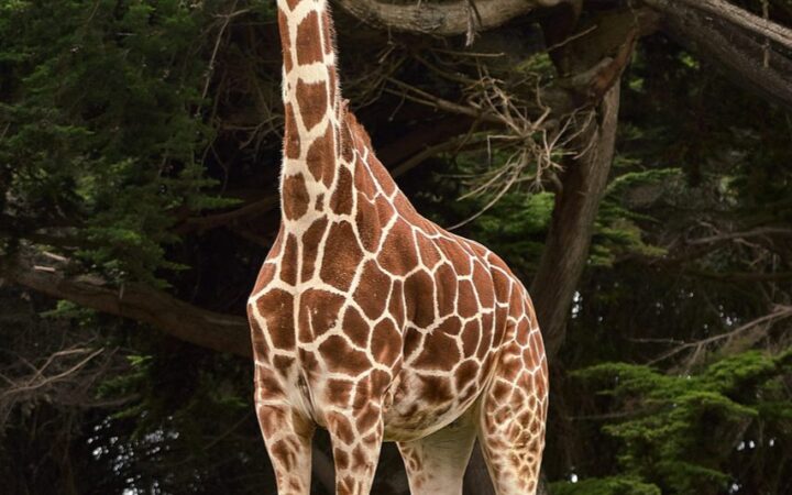 日本の動物園おすすめ|人気の動物や見どころで選ぶ全国の動物園
