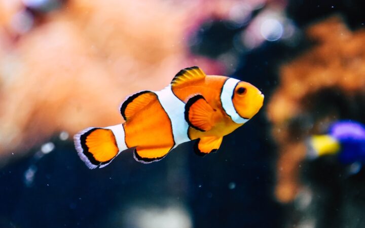 のとじま水族館観光ガイド|能登の海を再現した石川・能登島の水族館