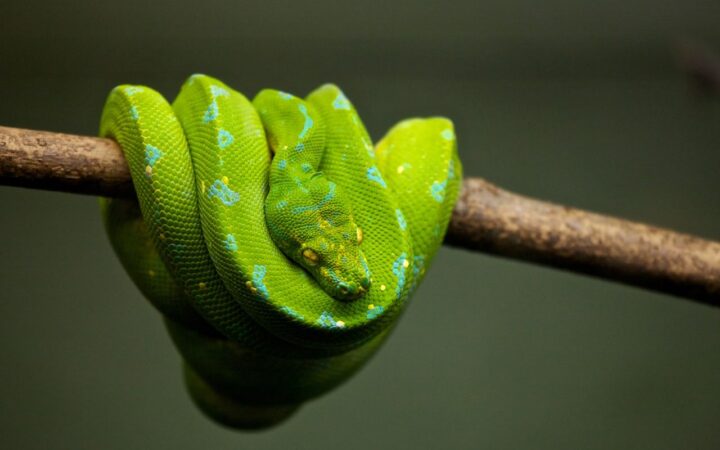 天王寺動物園観光ガイド|大阪都心のオアシス、100年を超える歴史の動物園