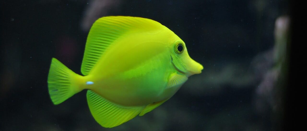 鳥羽水族館のジュゴン