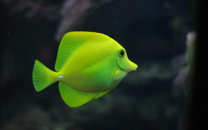 鳥羽水族館観光ガイド|ジュゴンに会える三重・伊勢志摩の飼育種類数日本一の水族館