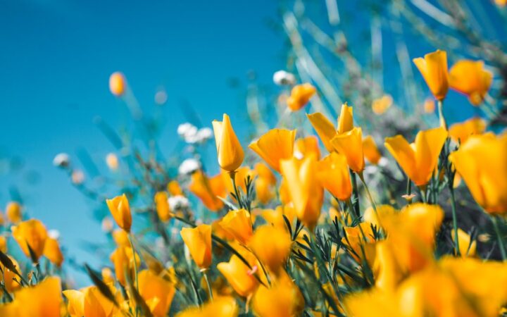 とっとり花回廊観光ガイド|大山を借景に四季の花が咲く鳥取の日本最大級の花公園