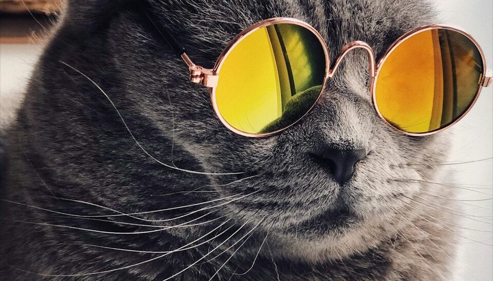 青島の猫