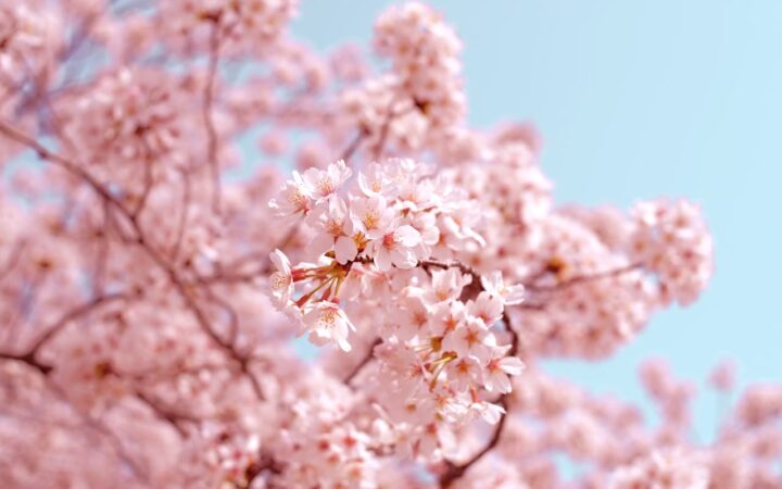 高遠城址公園の桜ガイド|「天下第一の桜」と称される長野の桜の名所